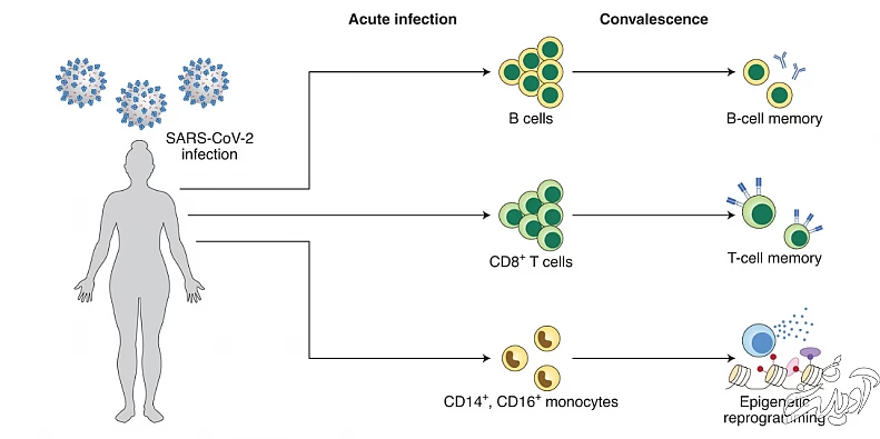 چرا برخیها هرگز به کووید مبتلا نشدند؟